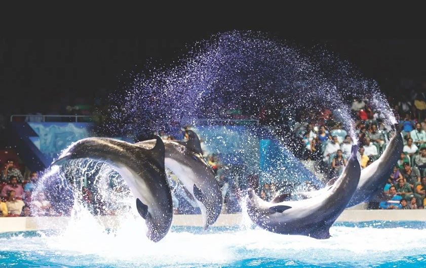 Dubai Dolphinarium